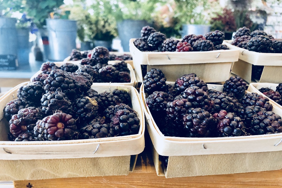 basket of blackberries