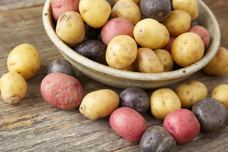 Bowl of fresh, uncut yellow, red and purple small potatoes